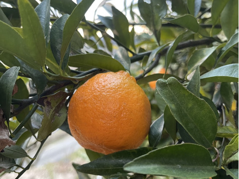 ビタミンCたっぷり　ポンカン　2キロ(箱込み）和歌山県産