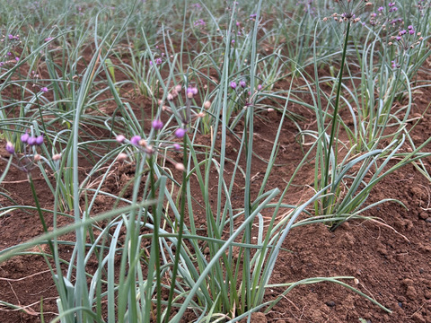 沖縄 伊江島特産 島らっきょう 1kg