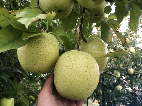 【冬ギフト】令和5年産 先行予約🍎！贈り物大好評！幸せおすそ分け3キロ箱🍎 ミックス 青森りんご 商品ID 117258