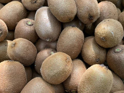 【福袋】〈クール便発送〉おまけアボット付き！あま～いグリーンキウイ〈みつばちキウイ®〉中玉 1.3kg〈農薬・化学肥料不使用〉