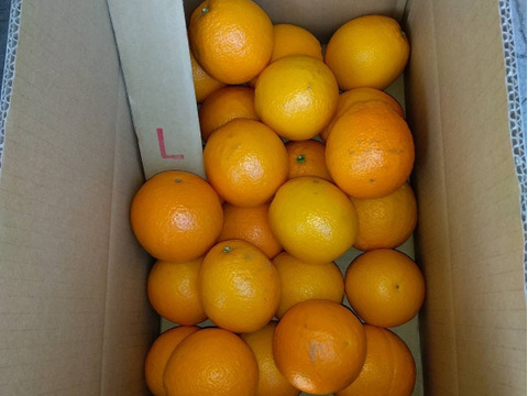 【太陽の恵み♪】バレンシアオレンジ（家庭用）Lサイズ・5kg