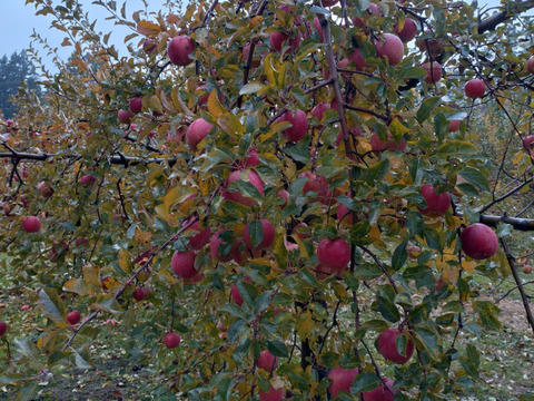 まさにTheりんごの味！葉取らずふじ食べやすい中小玉3kg箱