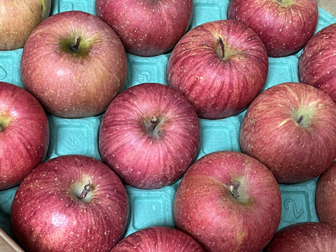 【販売中！人気商品】青森県産りんご「サンふじ」家庭用 キズ有 約10kg(5kg×2箱) 【美味・光センサー選果済】