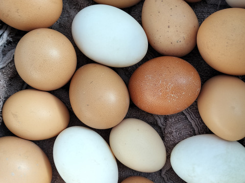 平飼いの色々な卵10個とキクイモの新芽1キロのセット野菜セット