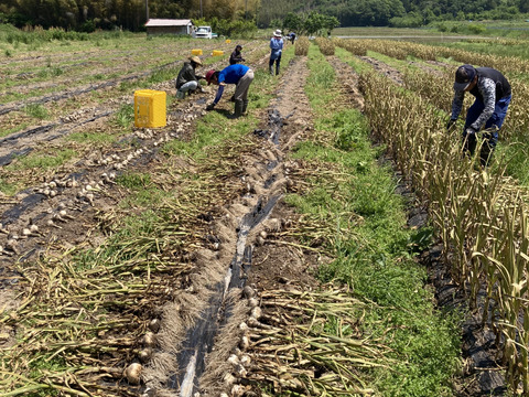 生ニンニク期間限定《農薬化学肥料不使用》愛知県国産1000g（L～2Lサイズ約13個）