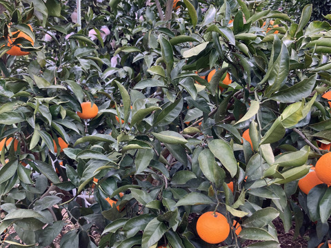 愛媛県八幡浜市産 清見orange 家庭用(8kg)