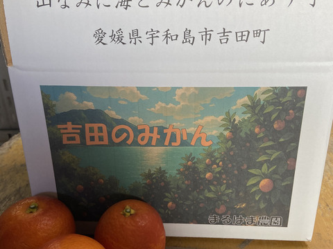 【小玉】ブラッドオレンジ（タロッコ）（３ｋｇ）甘く爽やかな酸味で味わい深い！サンプル糖度１２～１４．３度