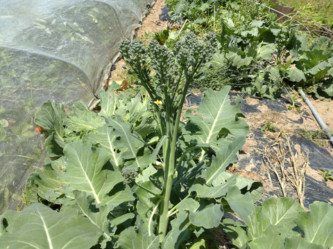 【まとめ買い用】ブロッコリー🥦５本分スティックブロッコリー🥦ブロッコリーは花も食用になります（エディブルフラワー）花有り、花無し選択可能🥦