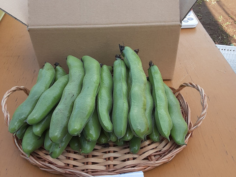 大粒で甘味があって美味しい！かまちゃん農園の「一寸そら豆」(1kg)