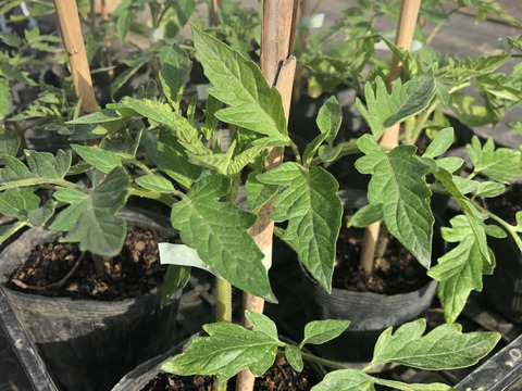 【10月〜受付再開予定】トマト嫌いが作る最高トマト「甘味×酸味◎」1.5kg