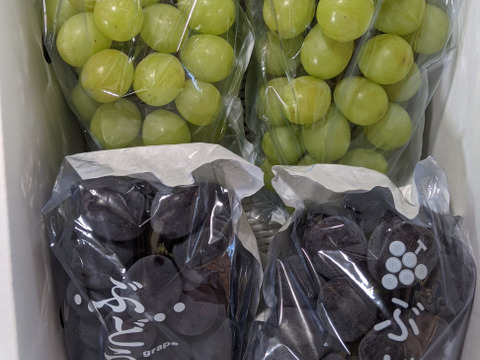 シャインマスカットとピオーネ