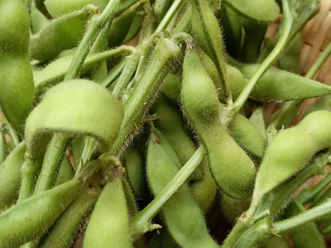 子供に食べさせたい👶👶【数量限定❗❗】旬の枝つき枝豆🍺✨✨✨４㎏❗❗✨✨✨ばぁばのモノスゴイ野菜😋