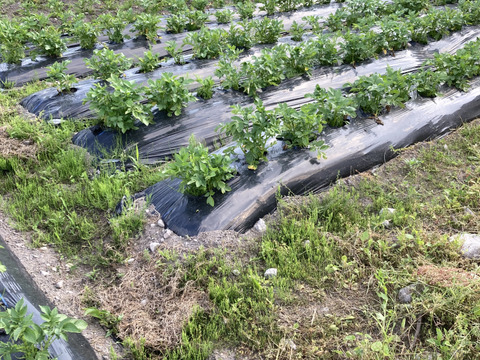 『なめらかしっとり』メークイン集合！２kg