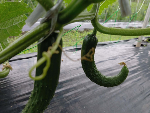 『新もの3兄弟入り！』旬の野菜セット9品前後〈農薬等不使用栽培〉100サイズ