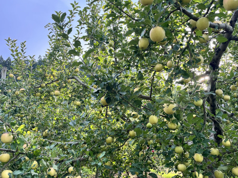 青森県産りんご　トキ　家庭用3㎏【6〜14個】