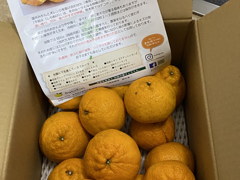 【ファミリー向け】宮崎県産：しらぬい【森のランタン】(4kg）