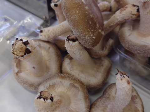 いわゆる普通品です。 800g
(肉厚は程よく大きさも程よい!)
the普通って感じです!