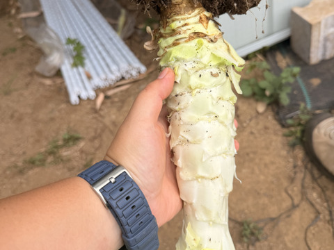期間限定！【カラダすっきり美活野菜】カリウム＆食物繊維が豊富！驚きのシャキシャキ「茎レタス（チシャトウ）」　お得な3本セット