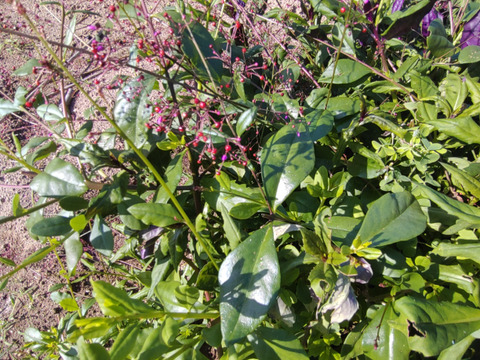 三時草 ハゼラン ☆味はまるでホウレンソウ🌿５束のお届け🌿（ランと名前がついてますがラン科ではありません）