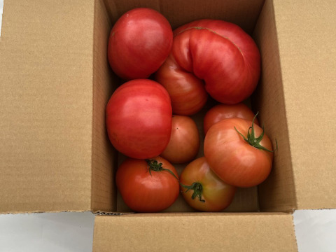 【訳有り品】キズあり不揃いトマト約5.4キロ