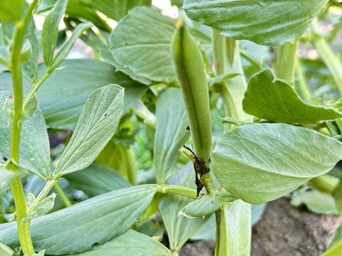 湘南産朝採れそら豆1.5キロ