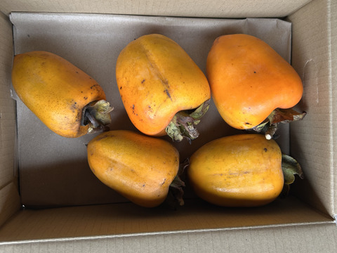 1 kg(5個程度)で干し柿お試し！干し柿用訳あり渋柿