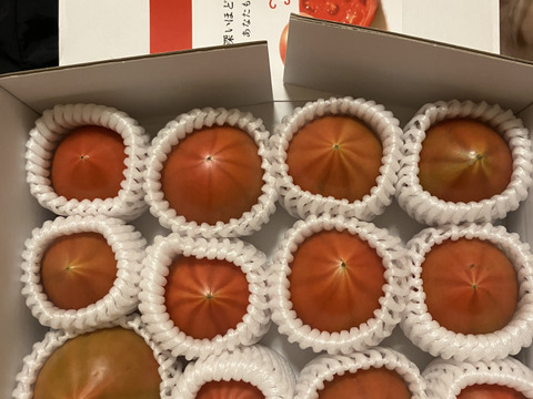 衝撃の濃い味【限定】弾ける旨味・甘み！【ト・マーレ】禁断の濃密さ 750g