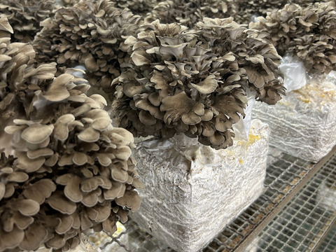 香り高い！肉厚の【まいたけ】（ご家庭用・贈答用　1株　650ｇ以上）