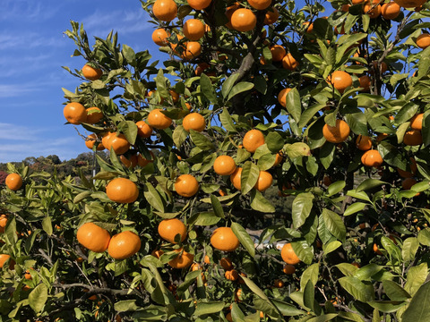 【糖度18度以上】濃厚・絶品スペシャルなプレミアム小玉早生ミカン　5kg