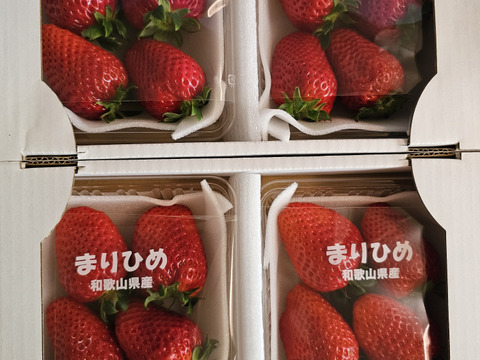 朝採りいちご　まりひめ　デラックスサイズ　2箱