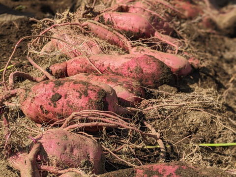 Lサイズ紅はるか（5kg）熟成１ヵ月超え！(茨城県産)(サツマイモ)(土付き)