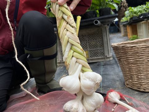 常備で便利！吊るし編みニンニク（10玉）