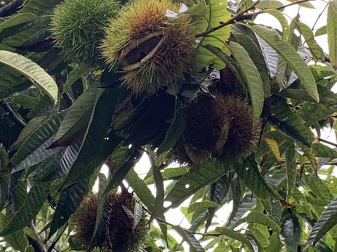 【1kg】秋の味覚『やまえ栗』M〜LLサイズの詰め合わせ！