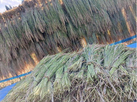 白米麹1㎏　肥料や農薬を使わず育てた【亀の尾】天日干し