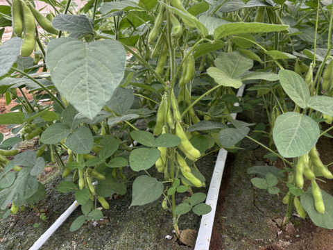 【朝どれ】1度お試しください！味が濃厚！千葉県船橋産ブランド枝豆！250g×4袋