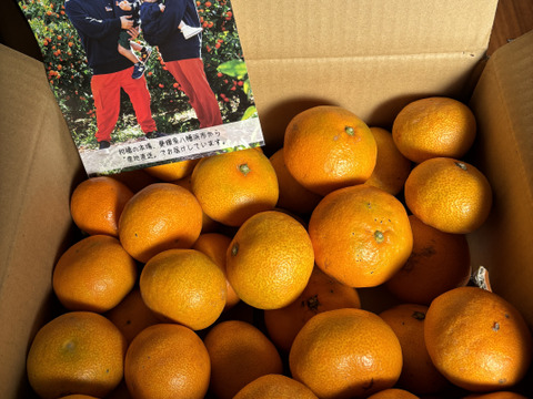 みかんさん専用になります お歳暮】◎JAみなみ筑後 山川みかん『マイルド130』M玉 約4㎏ ※11月30