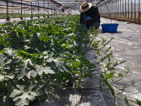 黒皮大玉すいか　6〜8Kg