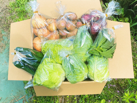 農薬不使用のお得な旬の野菜セット✨美味しいをお届け【数量限定】