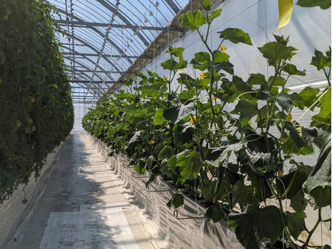 只今増量中！訳あってお買い得、きゅうり1.5K