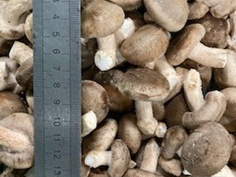 【ベビー椎茸2ｋｇ】プリプリ食感が癖になる❣