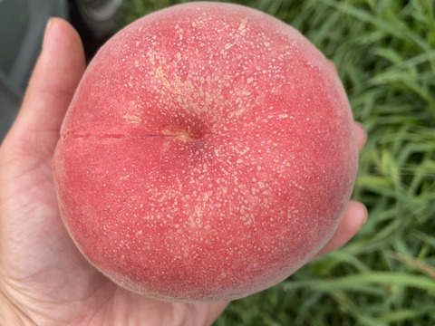 新品種【赤桃】硬めの品種！数量限定