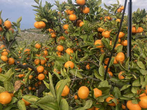 【越冬完熟・濃厚・絶品】『プレミアム興津早生みかん（S玉・M玉）』　5kg