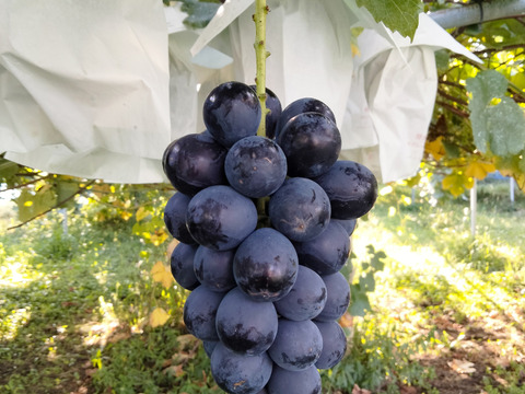 【オススメ品種】ブドウの本場山梨県産　BKシードレス 種なしでまったりとした甘さが魅力的　約2キロ（4〜5房）