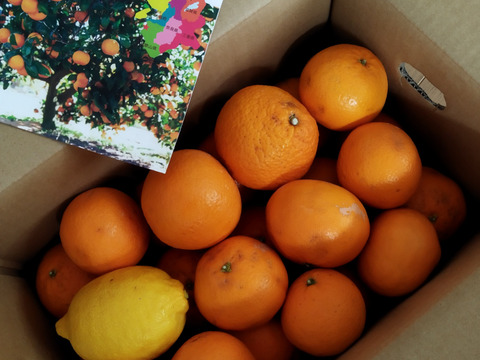 【おまけ付き】あふれる果汁！きよみ清見オレンジ5㎏【S〜Lサイズ】【夜市限定】