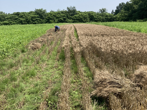 【北海道2023年十勝産】数量限定！
昔ながらの天日乾燥は超希少！
小麦粉ゆめちから（強力粉）　１ｋｇ

手作りパンやスィーツ、パスタ作り等にオススメ♡