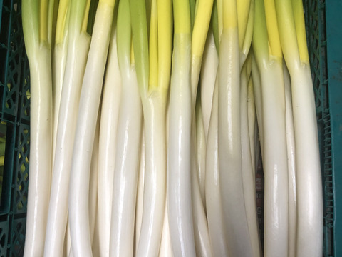 ラストスパート＊雪中ねぎ＊  2.5㎏