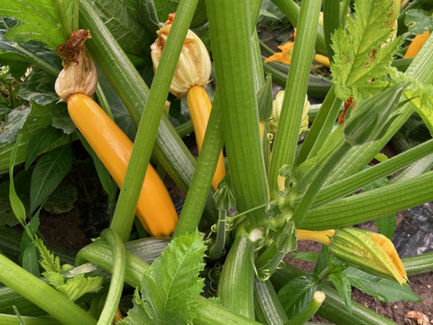 兵庫県神戸産ズッキーニ　2kgセット（緑・黄　8～12本）