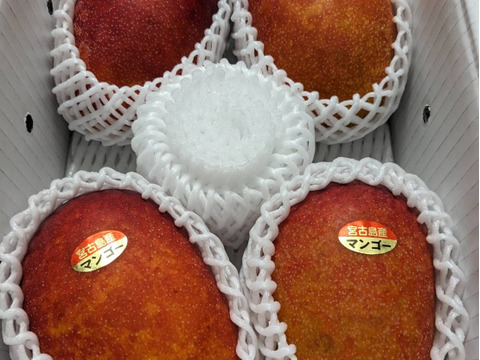 宮古島産マンゴー（ご家庭用2kg／4〜6玉）【沖縄・宮古島産
