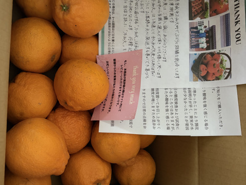 【数量限定】デコポン発祥地からミニポン3kg（不知火）〜雑誌「MORE」に掲載されました〜