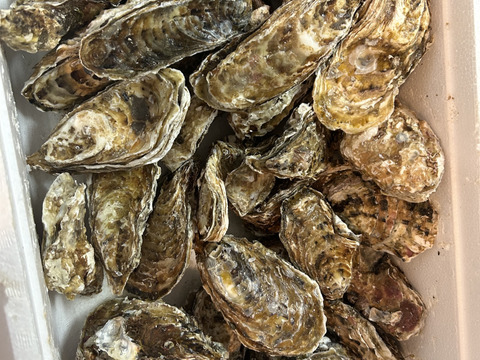 ～8/14すぐ出荷可能【期間限定20％OFF中】生食用８ｋｇ 殻付き 牡蠣 （56~130粒）牡蠣 殻付き 牡蛎 牡蛎 かき カキ 松島牡蠣屋 BBQ貝類 オイスター oyster 貝類 貝